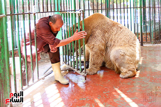 حارس الدب الروسى يقدم لة الطعام (2)