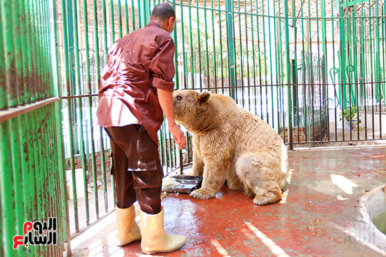 حارس الدب الروسى يقدم لة الطعام (3)