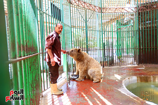 حارس الدب الروسى يقدم لة الطعام (1)