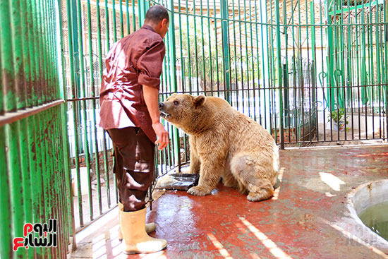 حارس الدب الروسى يقدم لة الطعام (4)