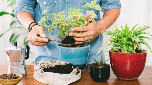استخدم البن المطحون لزراعة نباتاتك