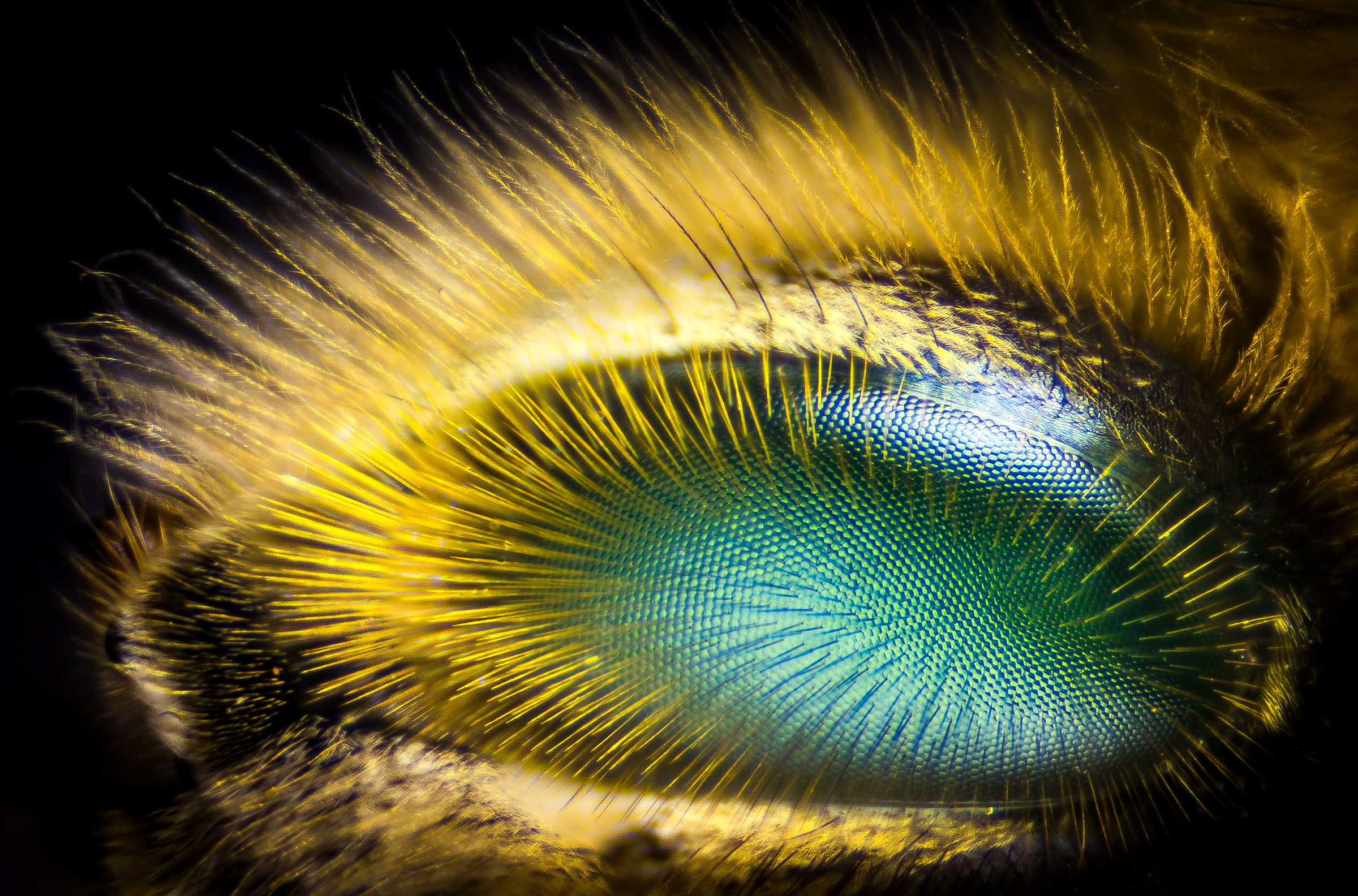 صورة عين النحلة