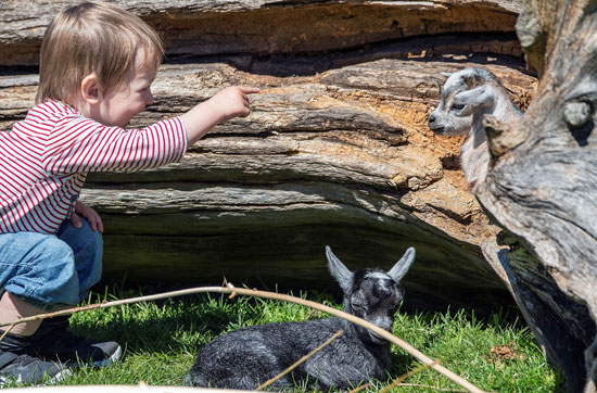 الدنمارك تعيد فتح أبواب حدائق الحيوان