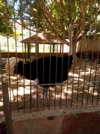 حديقة الحيوان بالزقازيق مغلقة بسبب فيروس الكورونا (8)