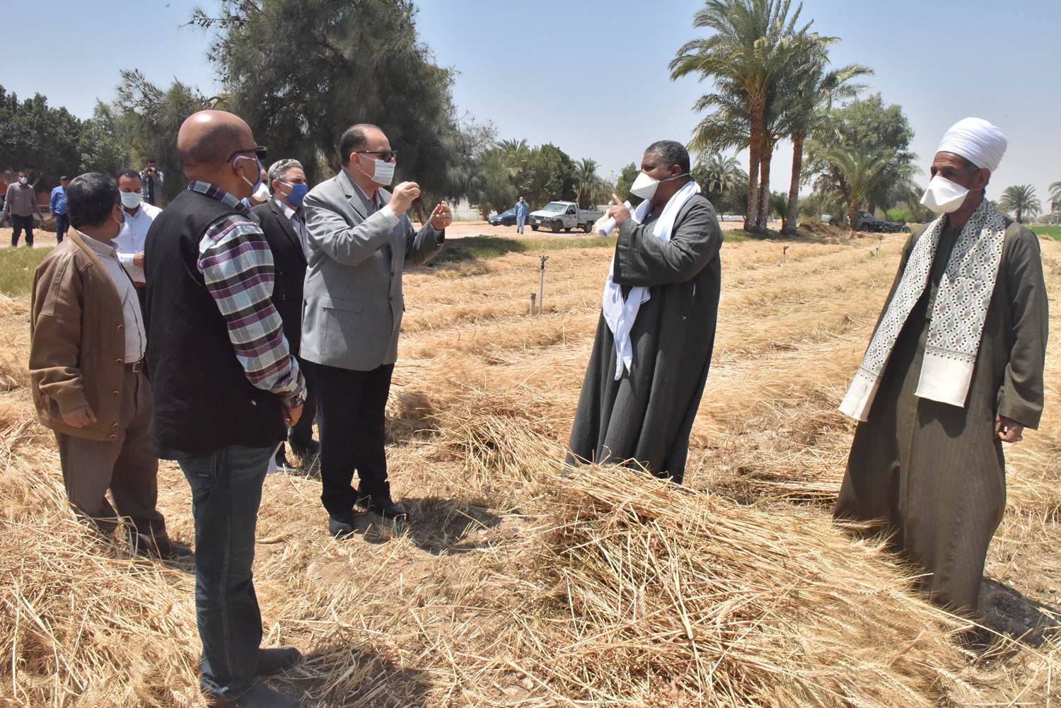 محافظ أسيوط يتفقد بدء حصاد محصول القمح بمركز أبنوب  (2)