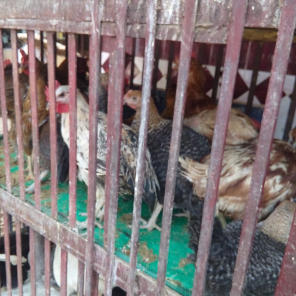 حملة مكبرة على الأسواق بالمراغة (5)