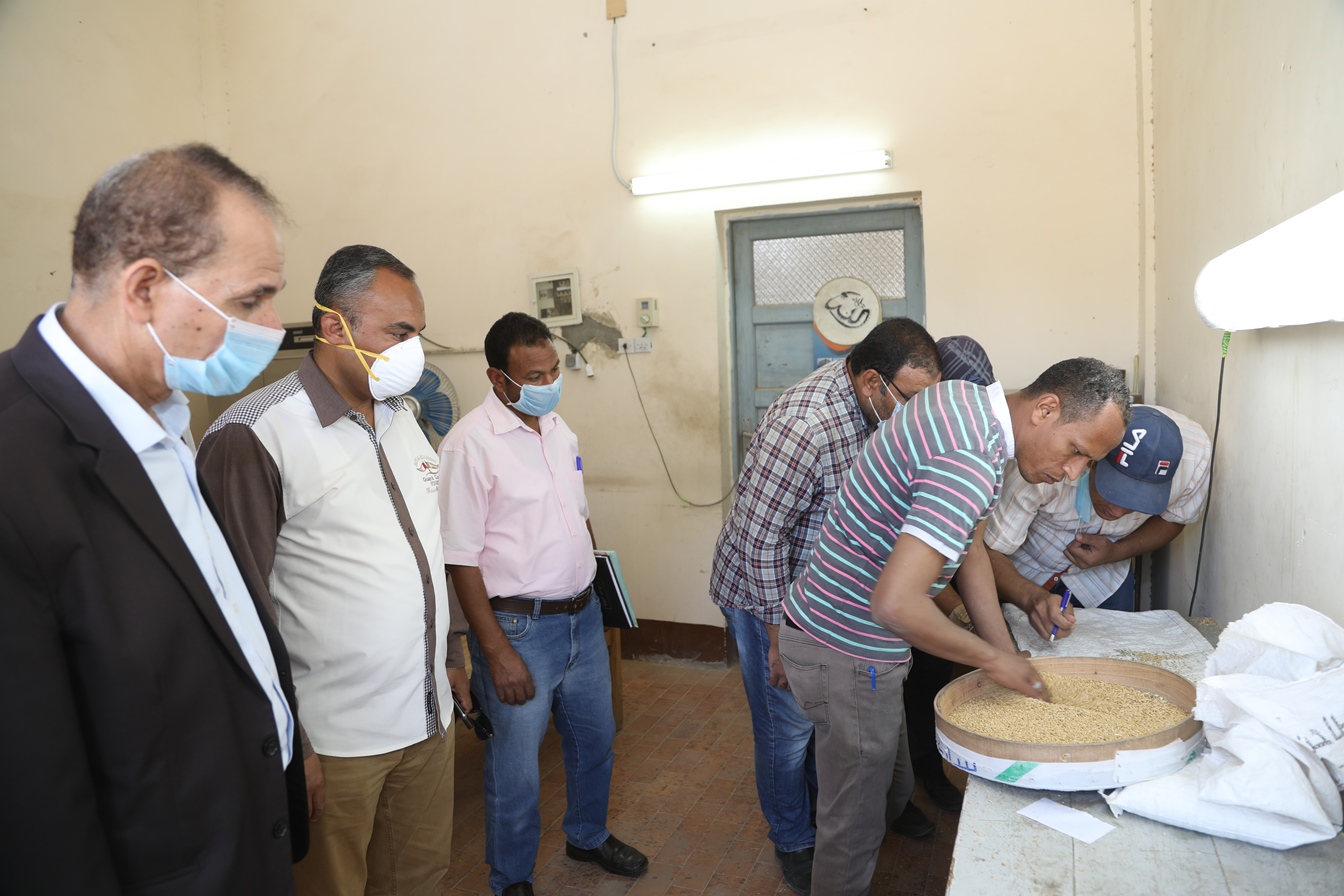 توريد القمح للشون والصوامع فى قنا (30)