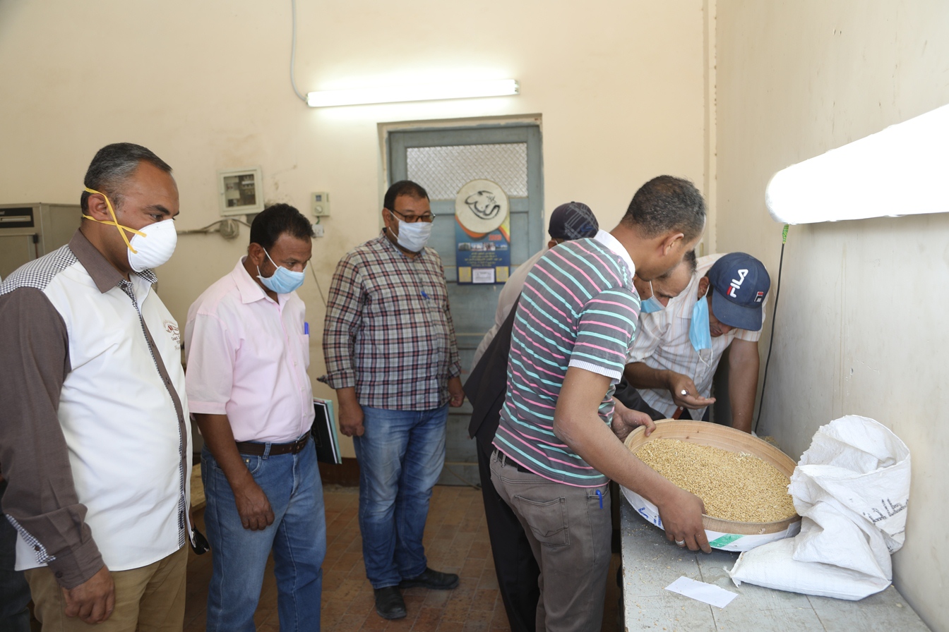 توريد القمح للشون والصوامع فى قنا (1)