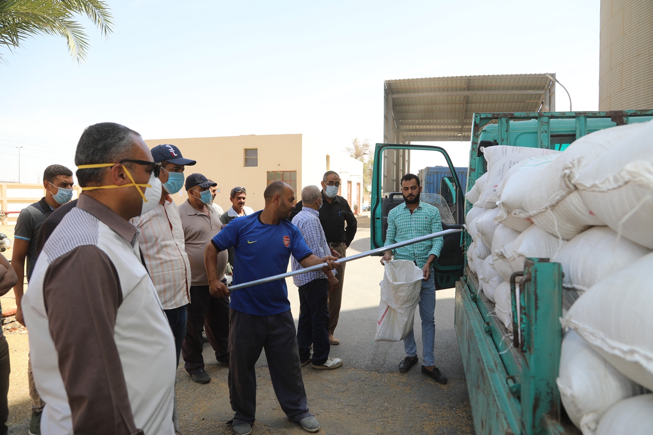 توريد القمح للشون والصوامع فى قنا (17)