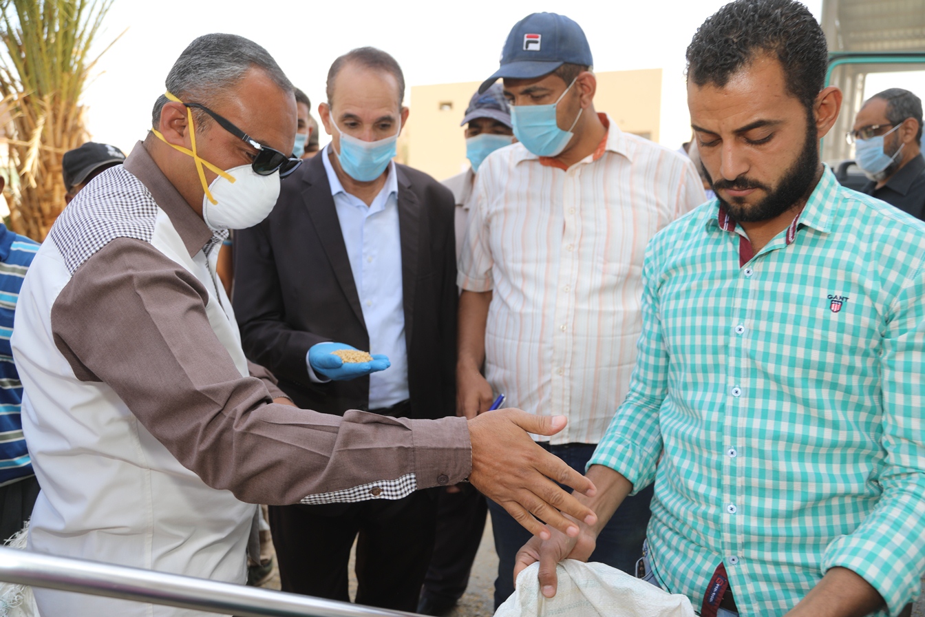 توريد القمح للشون والصوامع فى قنا (21)