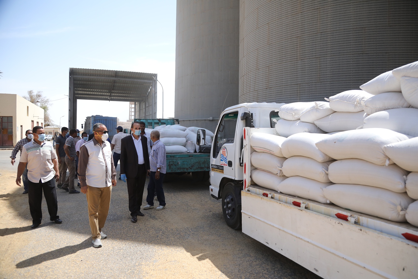 توريد القمح للشون والصوامع فى قنا (13)