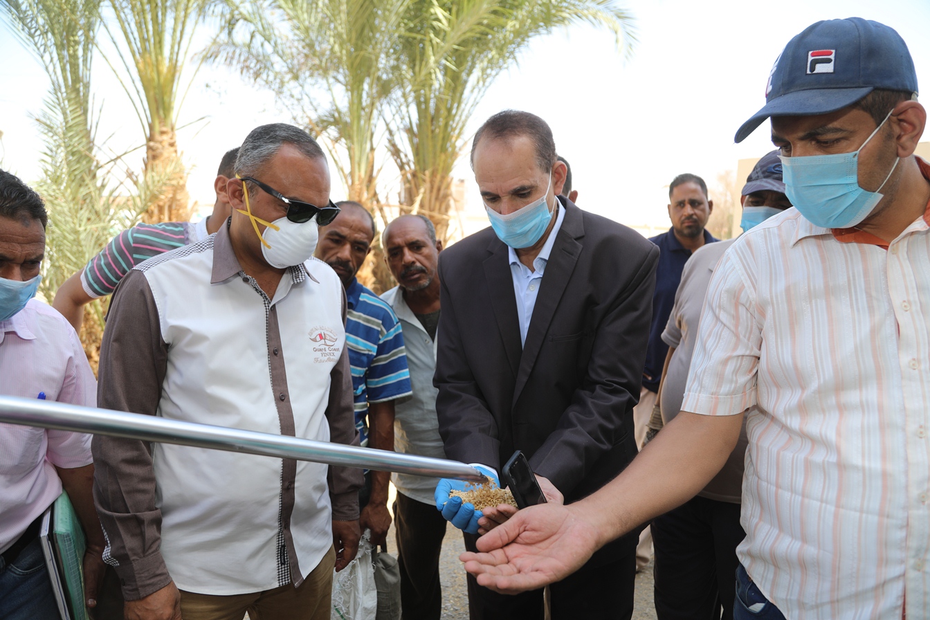 توريد القمح للشون والصوامع فى قنا (23)