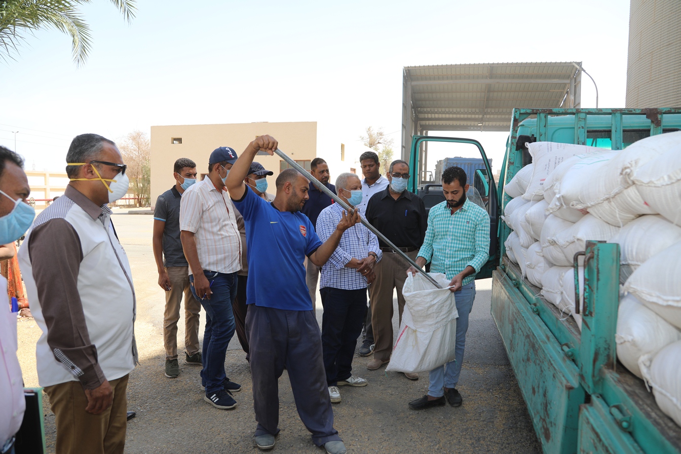 توريد القمح للشون والصوامع فى قنا (18)