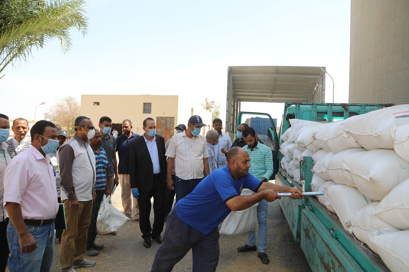 توريد القمح للشون والصوامع فى قنا (20)