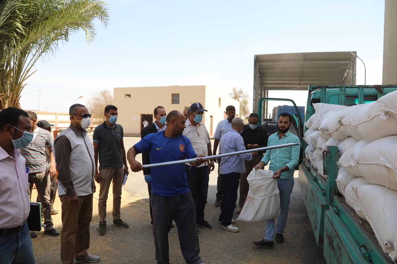 توريد القمح للشون والصوامع فى قنا (19)
