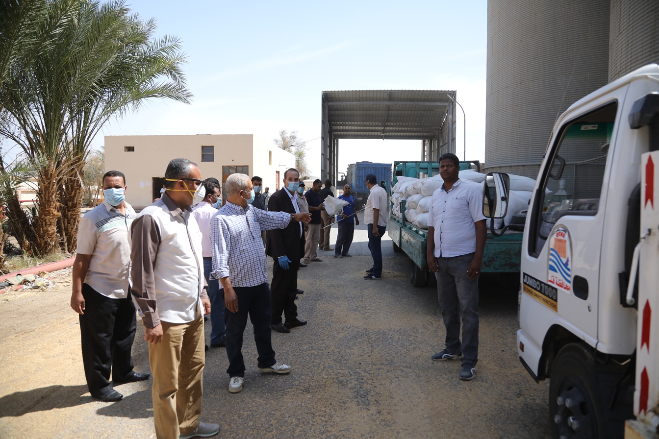 توريد القمح للشون والصوامع فى قنا (16)