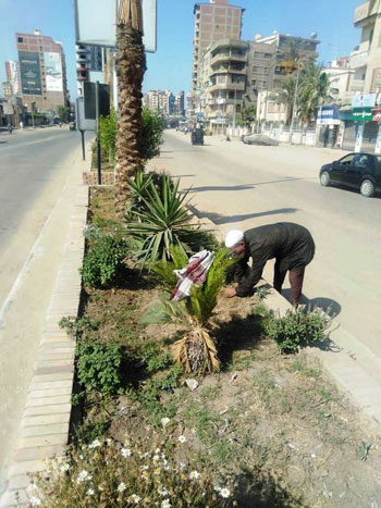 زراعة-شارع-البحر-بالمحلة-بالورود-والاشجار-ضمن-حملات-التجميل-(1)