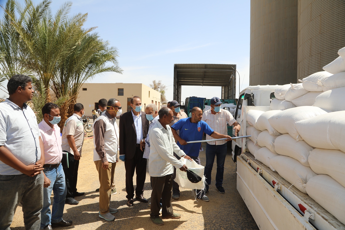 توريد القمح للشون والصوامع فى قنا (25)
