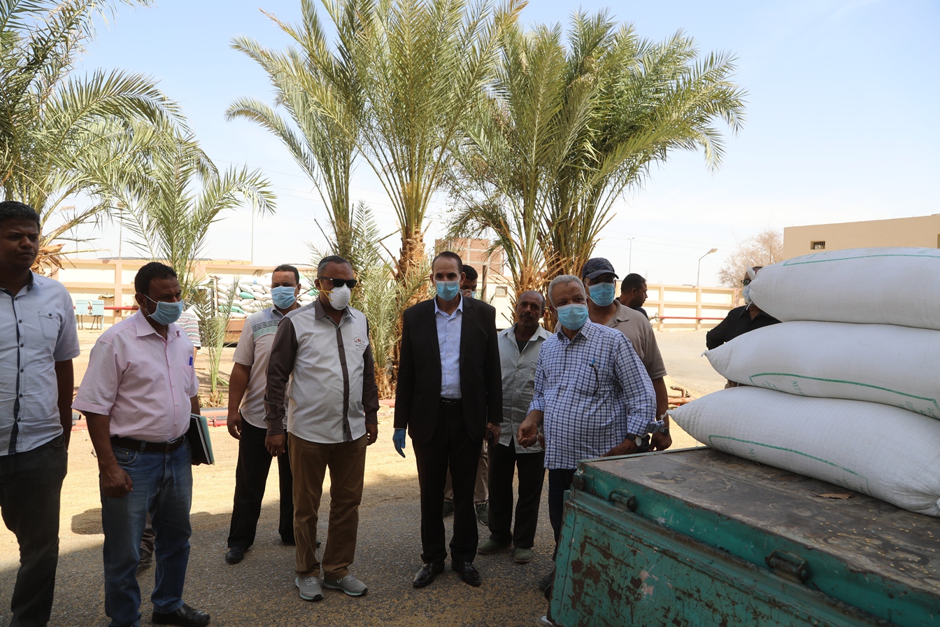 توريد القمح للشون والصوامع فى قنا (24)