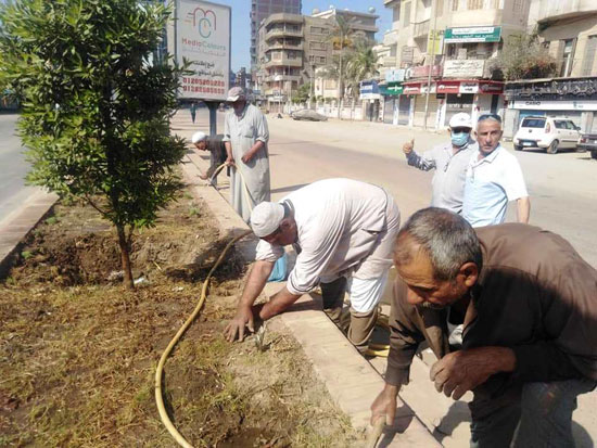 زراعة-شارع-البحر-بالمحلة-بالورود-والاشجار-ضمن-حملات-التجميل-(3)