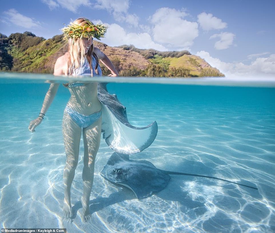 غطاسة تسبح بجوار سمك القرش والحوت الأحدب في جزر هاواى (4)