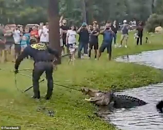 30 شخصا يواجهون تهمة الإساءة بالحيوانات بعد ركوب على ظهر تمساح بأمريكا. (1)