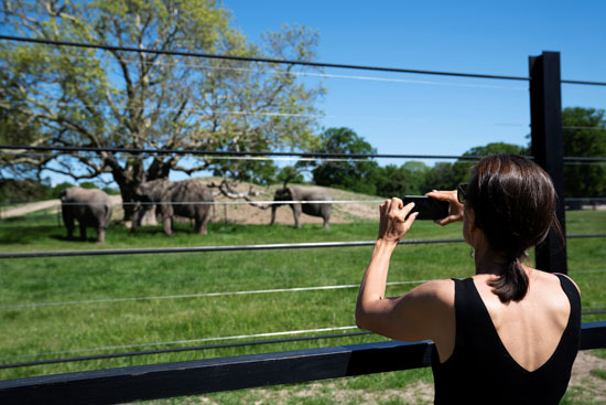 امرأة تلتقط صورة لفيلة سيرك متقاعدة بعد إطلاق سراحهم