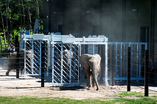 يتم إطلاق فيلة السيرك المتقاعدة في محيطها الذي تم إنشاؤه حديثًا