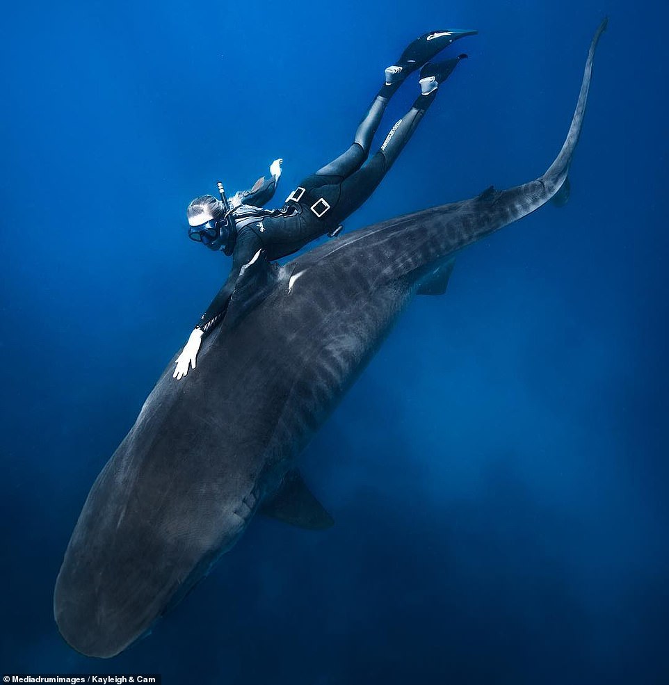 غطاسة تسبح بجوار سمك القرش والحوت الأحدب في جزر هاواى (2)