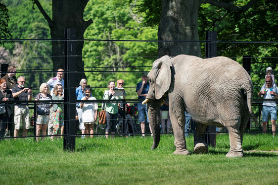 ينظر الناس إلى فيل سيرك متقاعد بعد إطلاق سراحه