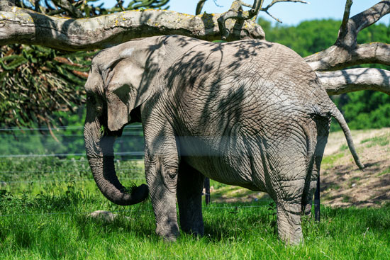 فيلة تيسر فى الحديقة