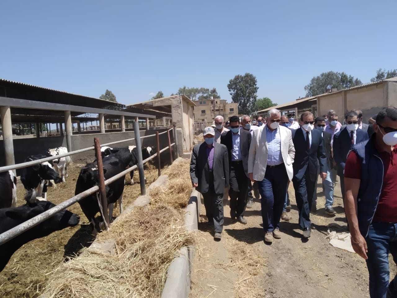 وزير  الزراعة  اثناء جولة    بمشروعات زراعية بكفر الشيخ  (1)