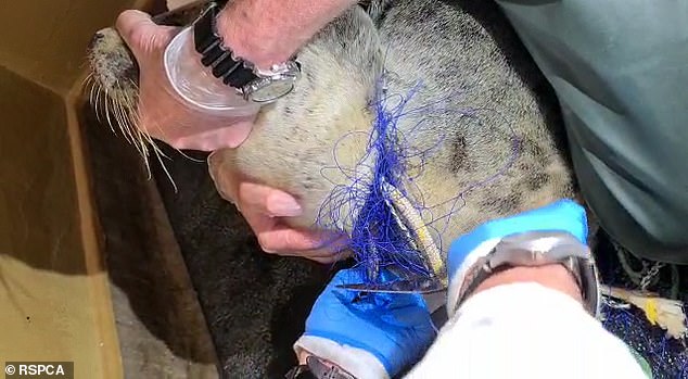 محاولة إزالة شبكة الصيد محاولة إزالة شبكة الصيد