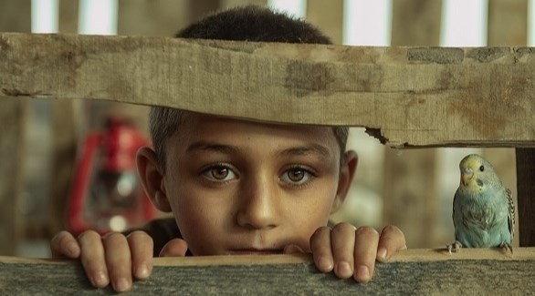 عصفوري عصفوري