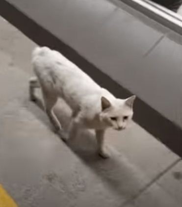 القطة تسير بجانب السيدة امام مركز التسوق