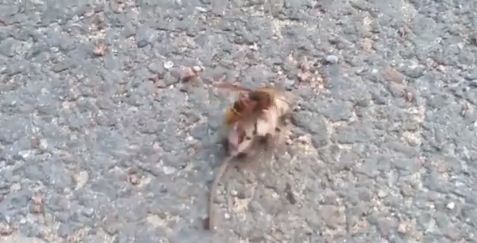 الدبور العملاق يهجم على الفأر