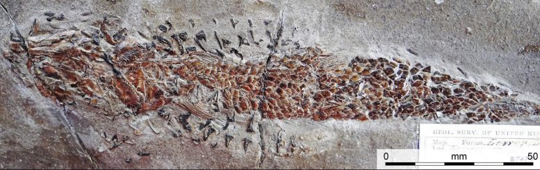 Fossilized-Squid-Attack-777x245