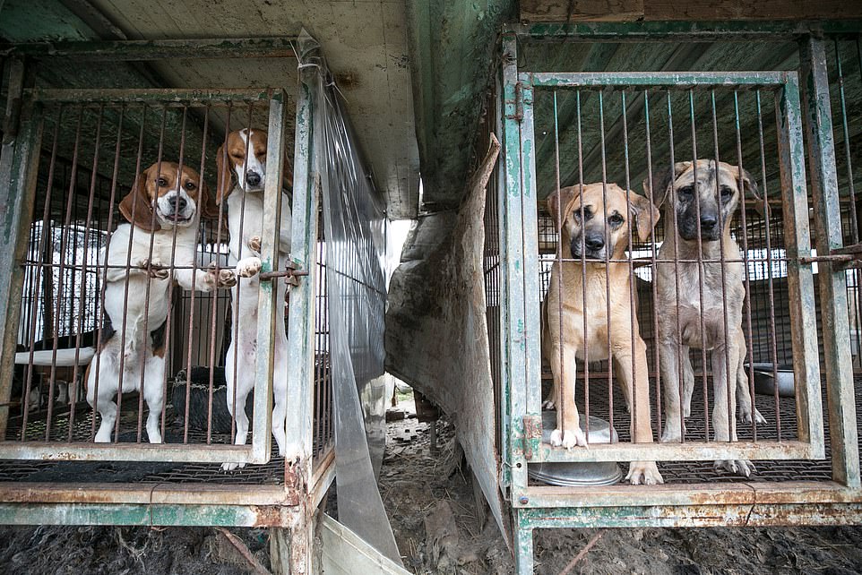 28112364-8296725-Dogs_are_shown_locked_in_a_cage_at_a_dog_meat_farm_in_Hongseong_-a-1_1588857980261