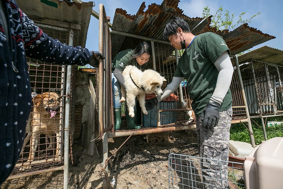 28112394-8296725-The_HSI_Animal_Rescue_Team_rescues_a_dog_at_the_dog_meat_farm_in-a-3_1588857980308