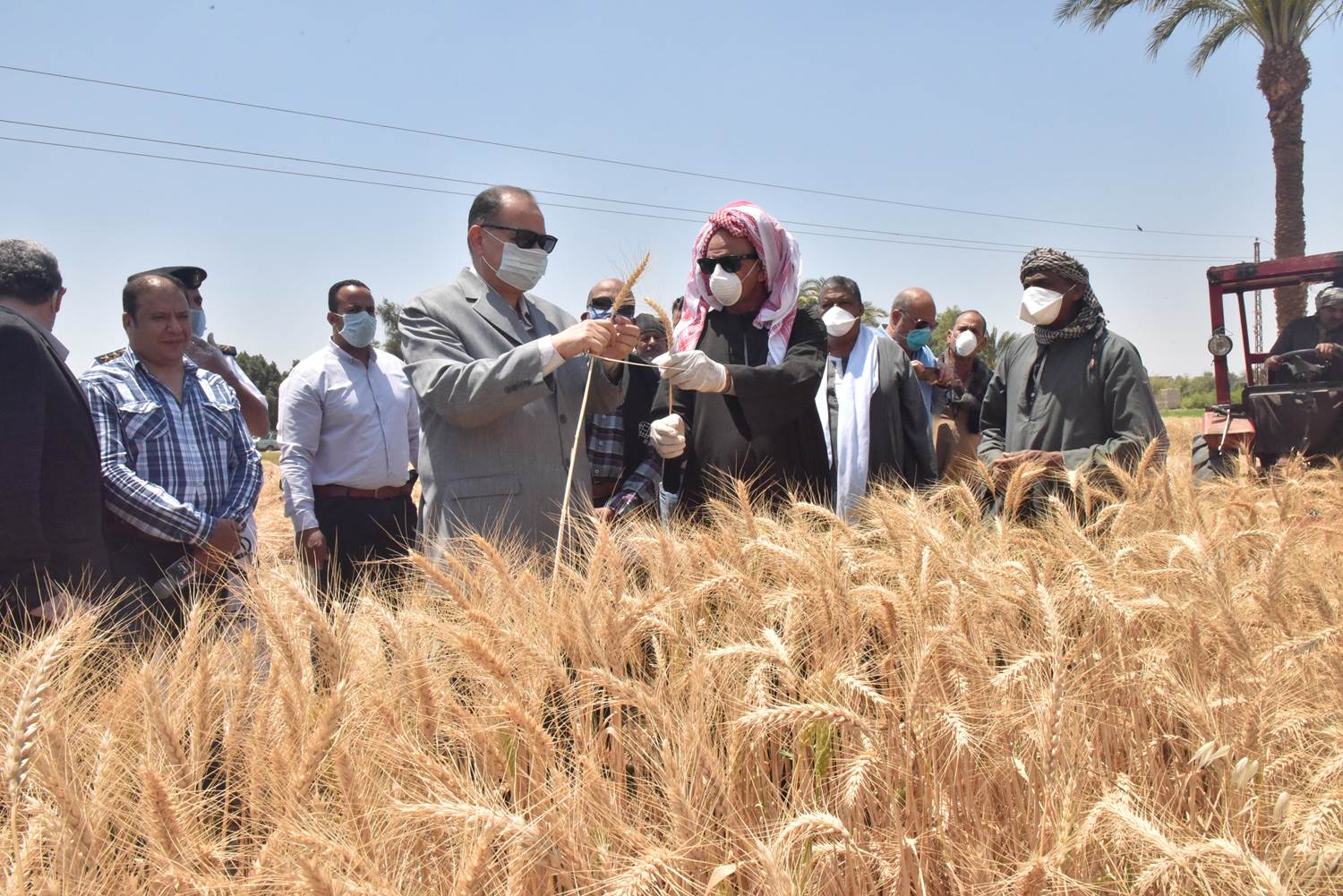 محافظ أسيوط يتفقد بدء حصاد محصول القمح بمركز أبنوب  (10)
