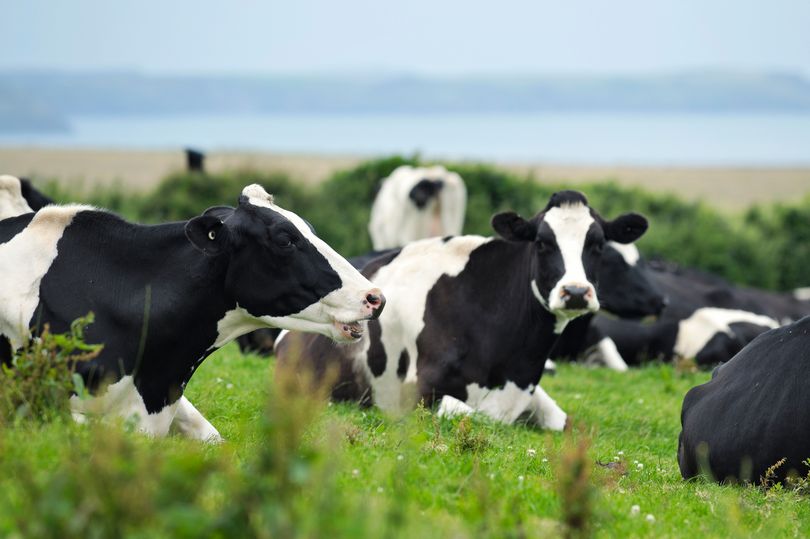 0_Herd-of-dairy-cows-by-the-sea-in-cornwall