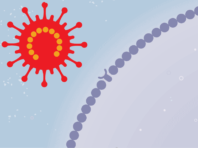 الفيروس كيف يدخل الخلية