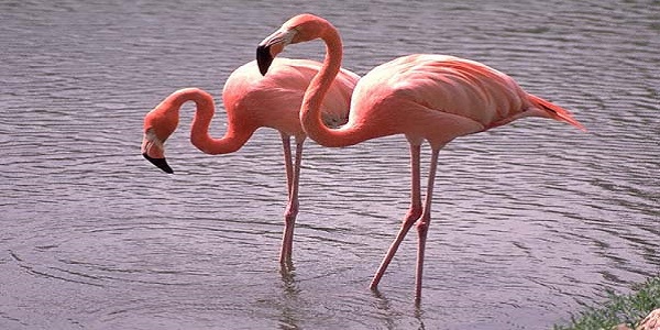 Flamingo-Facts