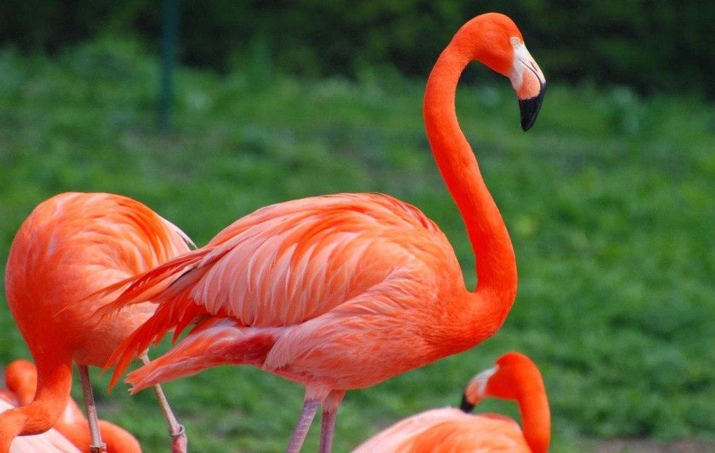 Flamingo-Bird1-1011x640