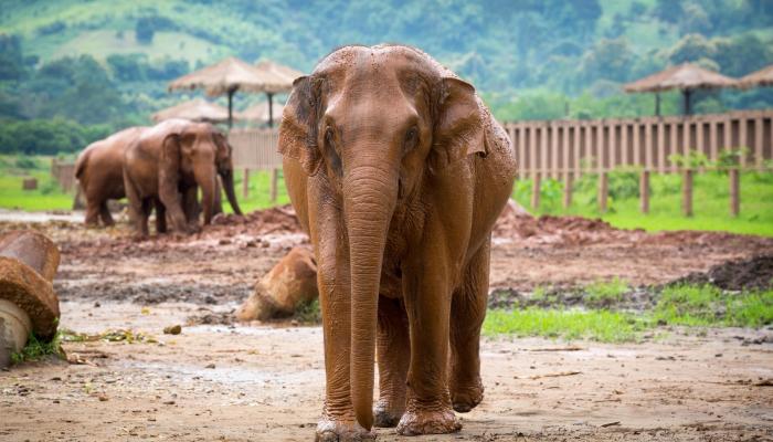 121-175841-elephant-thai-villages_700x400