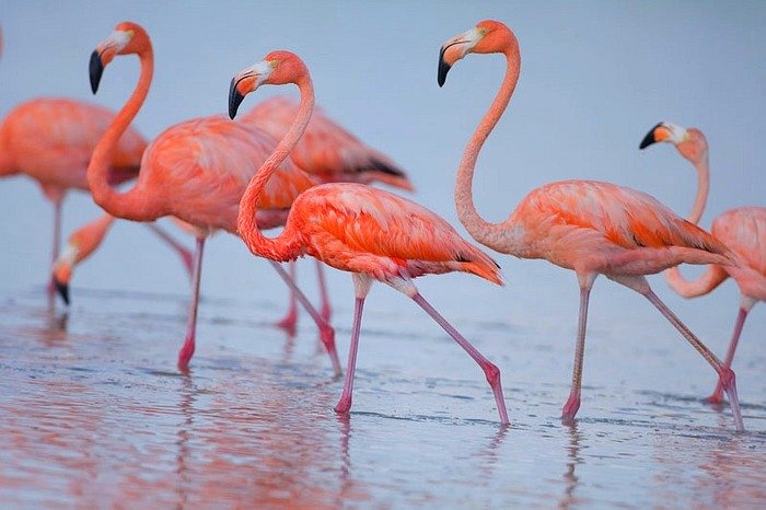 flamingos1-700x