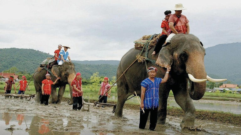 121-175843-elephant-thai-villages-5