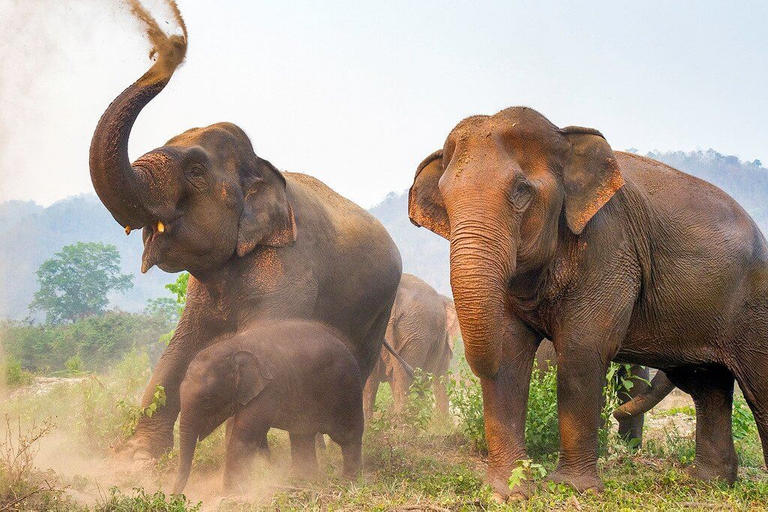 121-175843-elephant-thai-villages-4