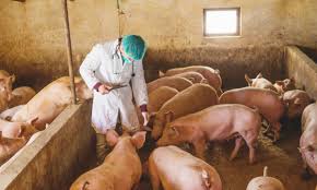 حمى الخنازير الأفريقية