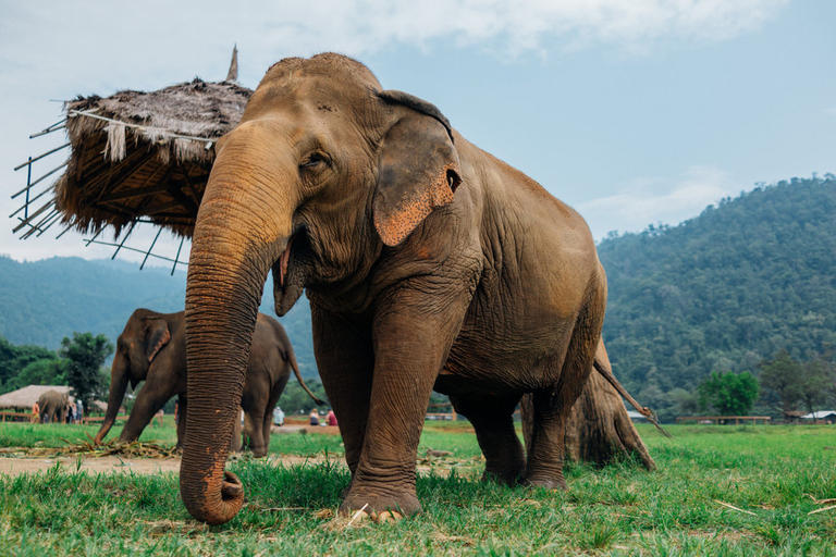 121-175842-elephant-thai-villages-2